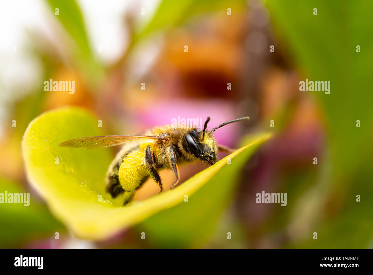 Bee Carrying Pollen High Resolution Stock Photography and Images Alamy
