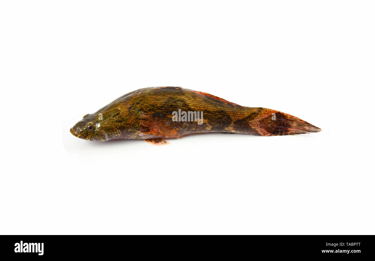 river goby fish isolated / fresh goby fish freshwater isolated on white background Stock Photo