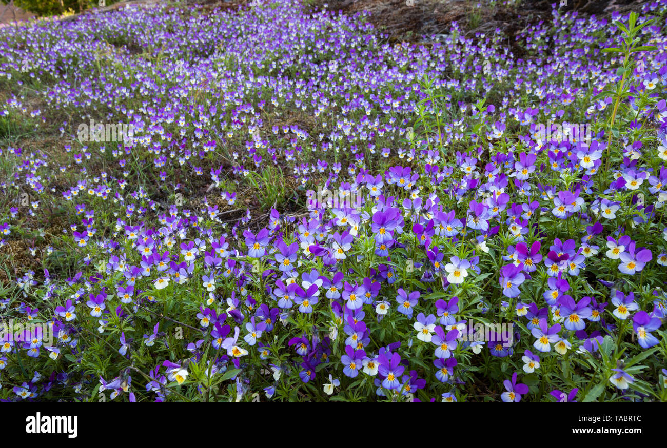 Hearts delight flowering (Villa tricolor) Stock Photo