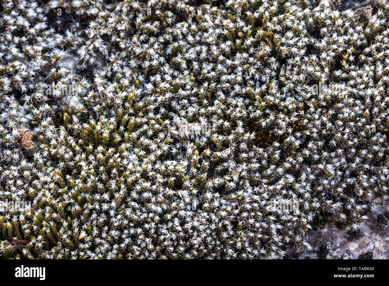 Hoary rock-moss growth (Racomitrum languinosum) Stock Photo