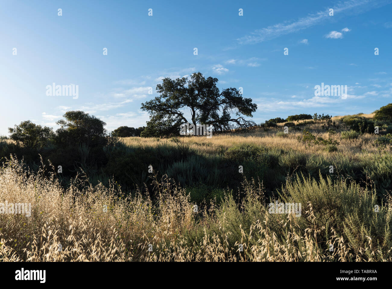 Hilltop oak tree at Santa Susana Pass State Historic Park in the San Fernando Valley area of Los Angeles, California. Stock Photo