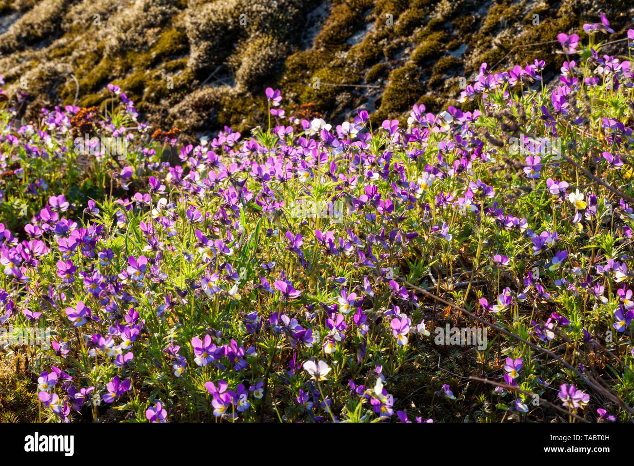 Hearts delight flowering (Villa tricolor) Stock Photo
