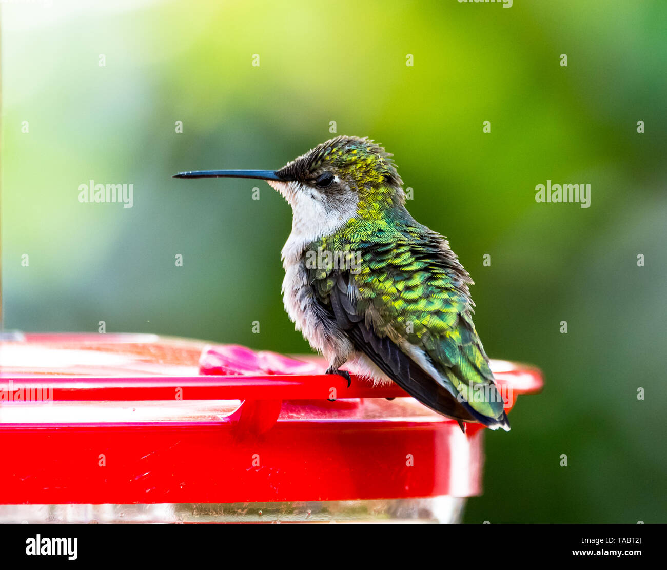 Single pigeon glares menacingly with eyes half closed Stock Photo - Alamy