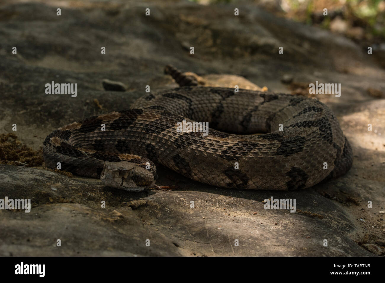 Timber Rattlesnake (Crotalus horridus) from Chatauqua County, Kansas, USA. Stock Photo