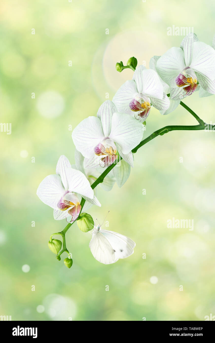 Beautiful white phalaenopsis orchid flowers and butterfly on the blurred abstract natural yellow-green background with bokeh Stock Photo