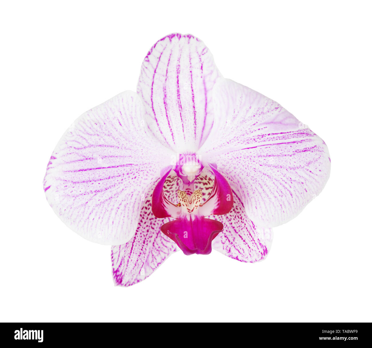 One pink striped orchid phalaenopsis flower isolated on a white background Stock Photo