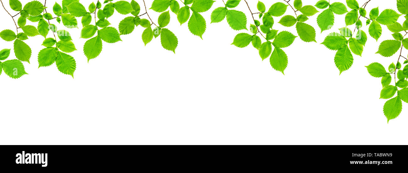 Branch of an ash tree with green leaves isolated on a white background ...