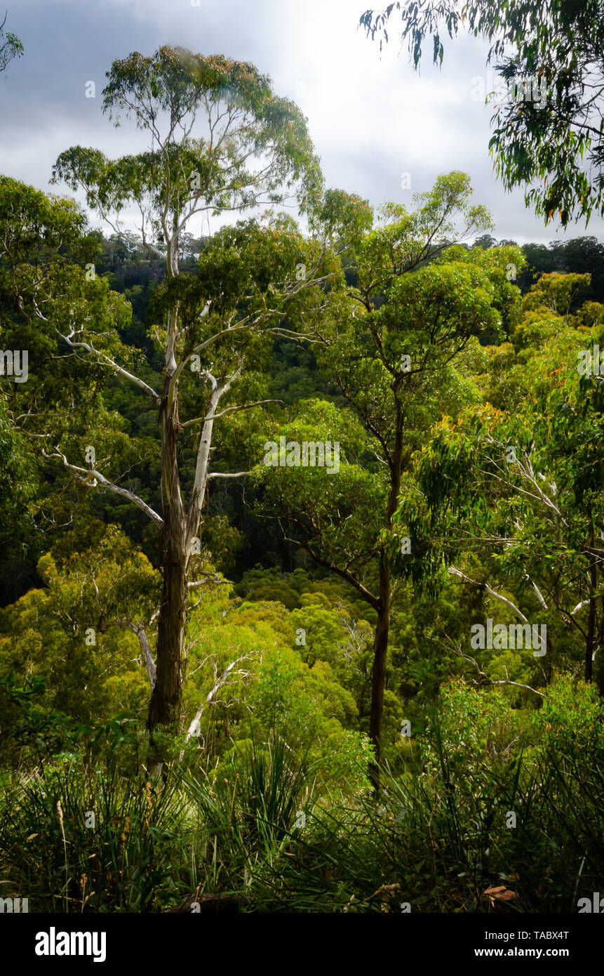 Trees in rain forest at Ebor Falls, near Dorrigo, New South Wales, Australia Stock Photo