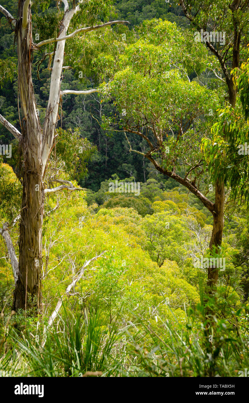 Trees in rain forest at Ebor Falls, near Dorrigo, New South Wales, Australia Stock Photo