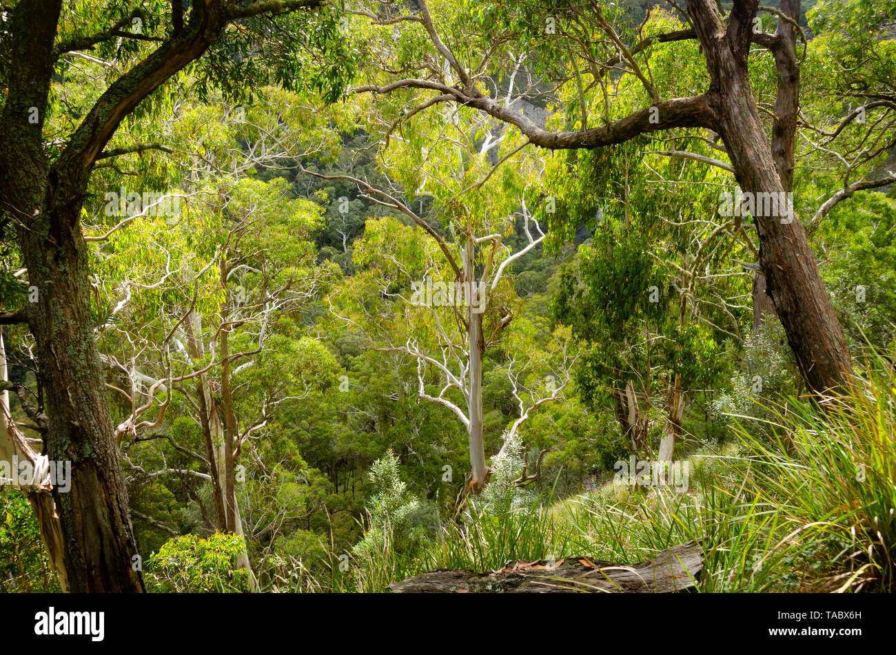 Trees in rain forest at Ebor Falls, near Dorrigo, New South Wales, Australia Stock Photo