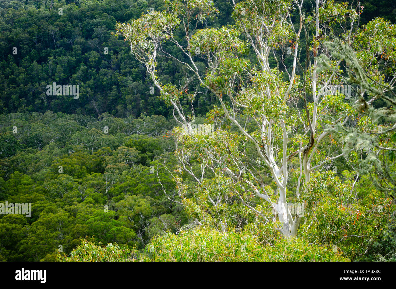 Trees in rain forest at Ebor Falls, near Dorrigo, New South Wales, Australia Stock Photo