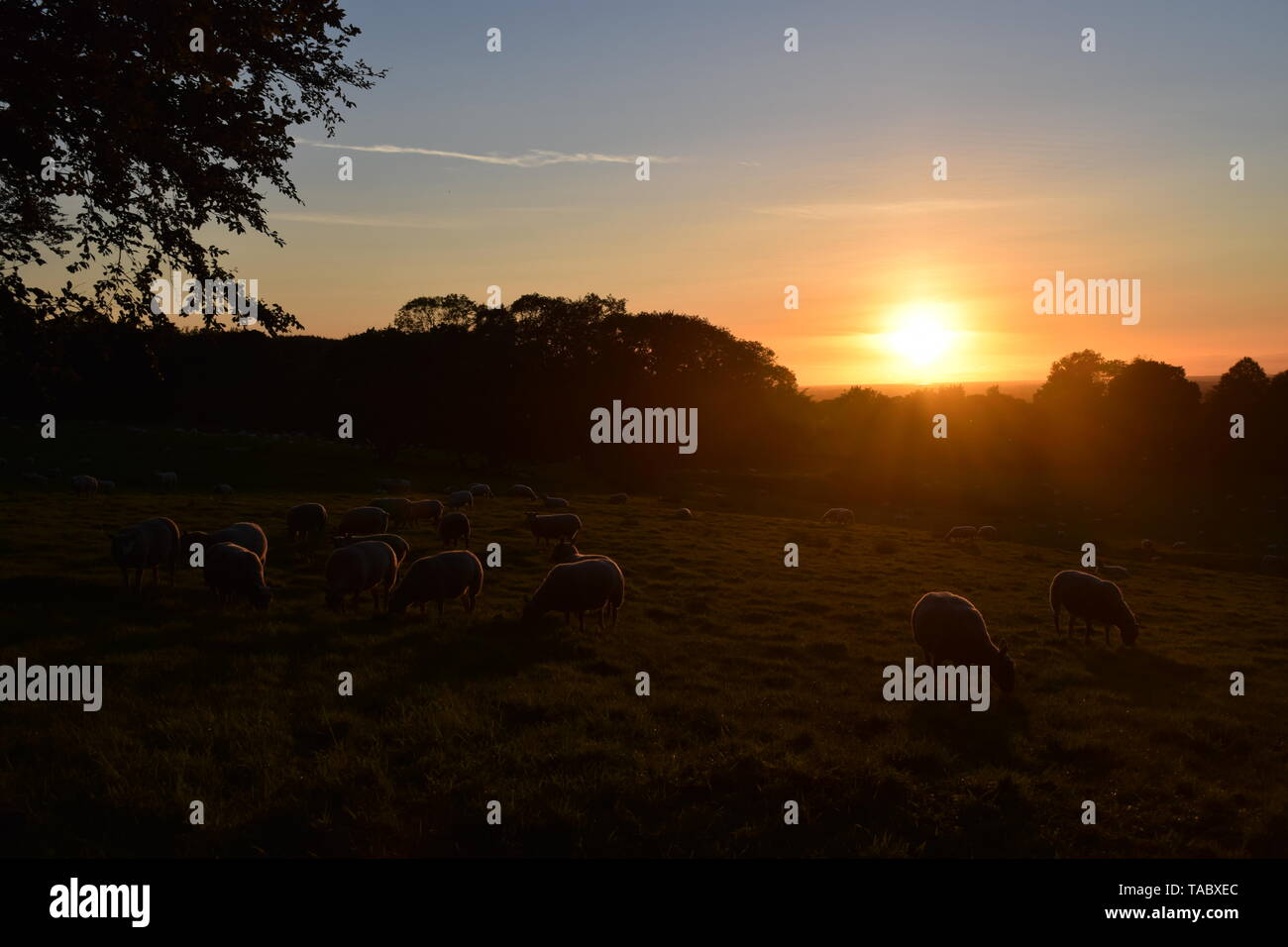 Sun going down over sheep field Stock Photo