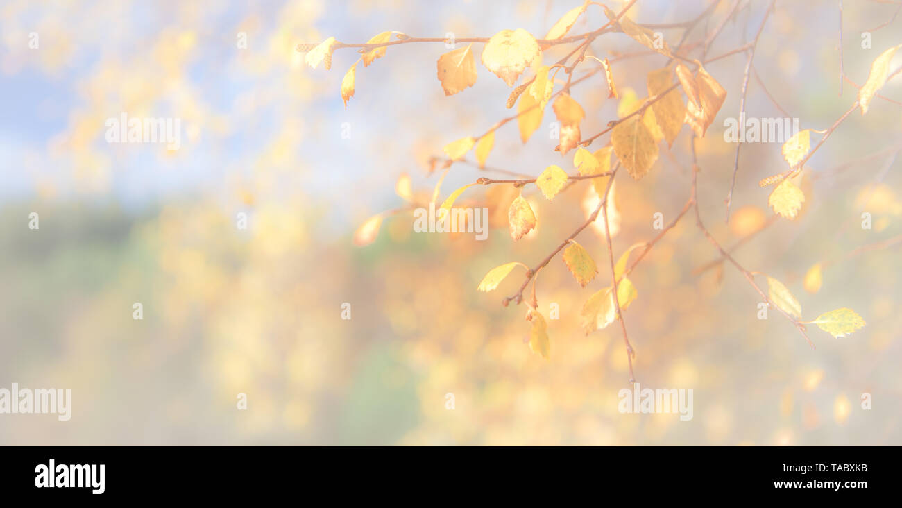 Autumn leaves - panoramic background of yellow leaves falling from tree Stock Photo