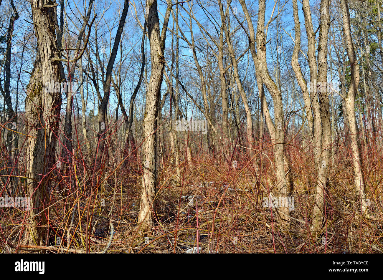 Forest thicket with dense thickets.Trees grow thick.And on earth bushes