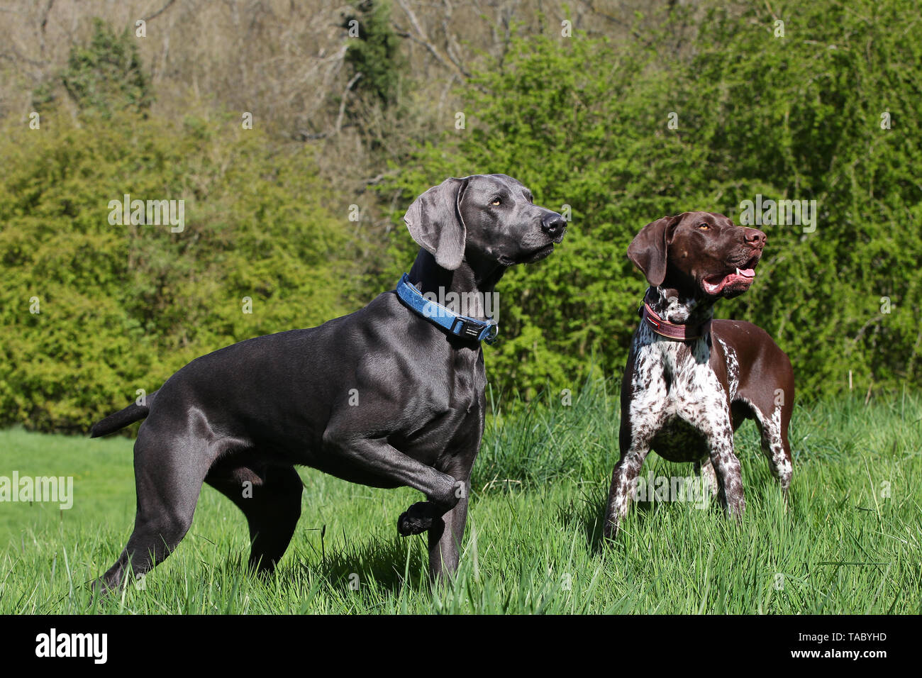 Short Haired Weimaraner Stock Photos Short Haired Weimaraner