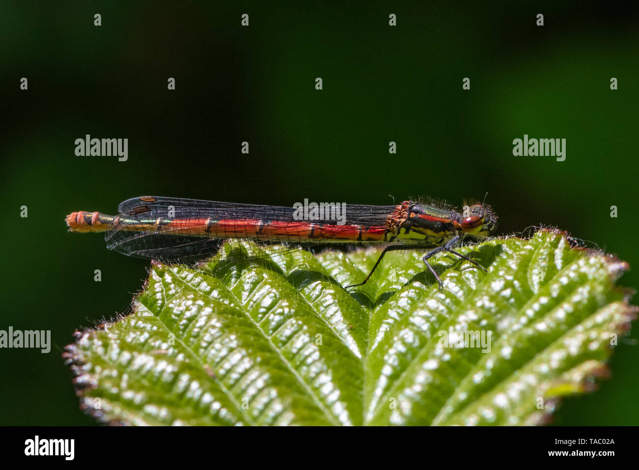 Large red damselfly (Pyrrhosoma nymphula) Stock Photo