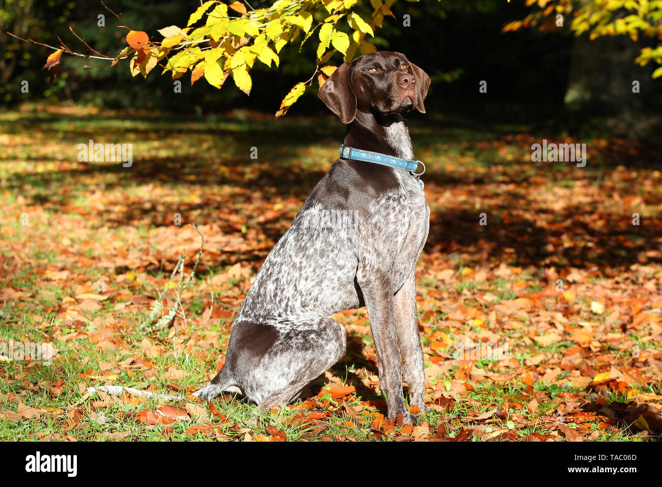 POINTER GERMAN SHORT HAIRED Stock Photo - Alamy