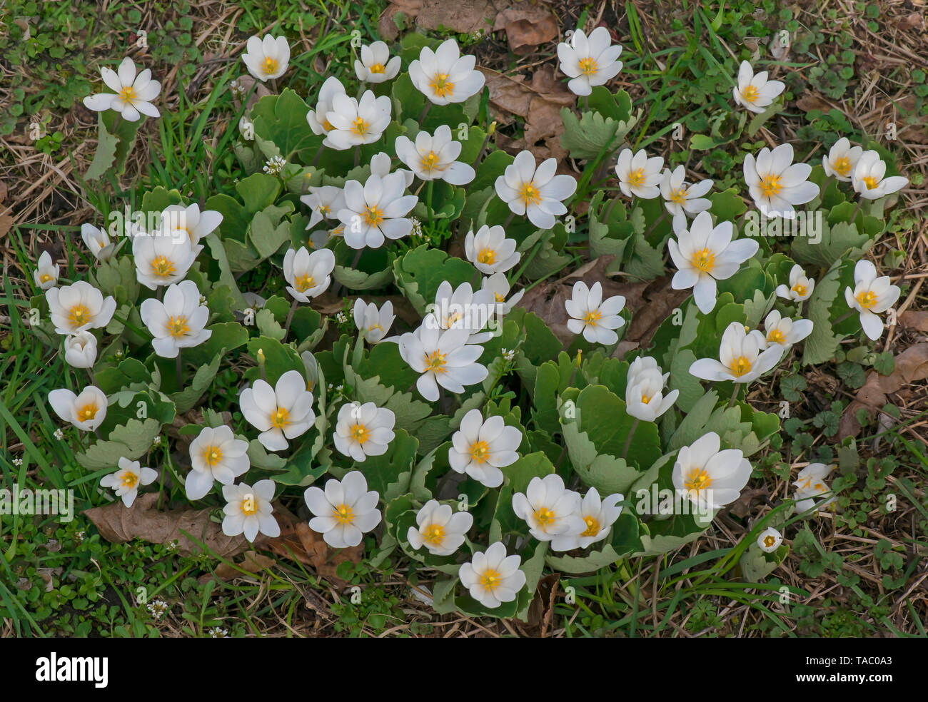 Bloodroot in flower ((Sanguinaria canadensis), Spring, Eastern North America, by Skip Moody/Dembinsky Photo Assoc Stock Photo