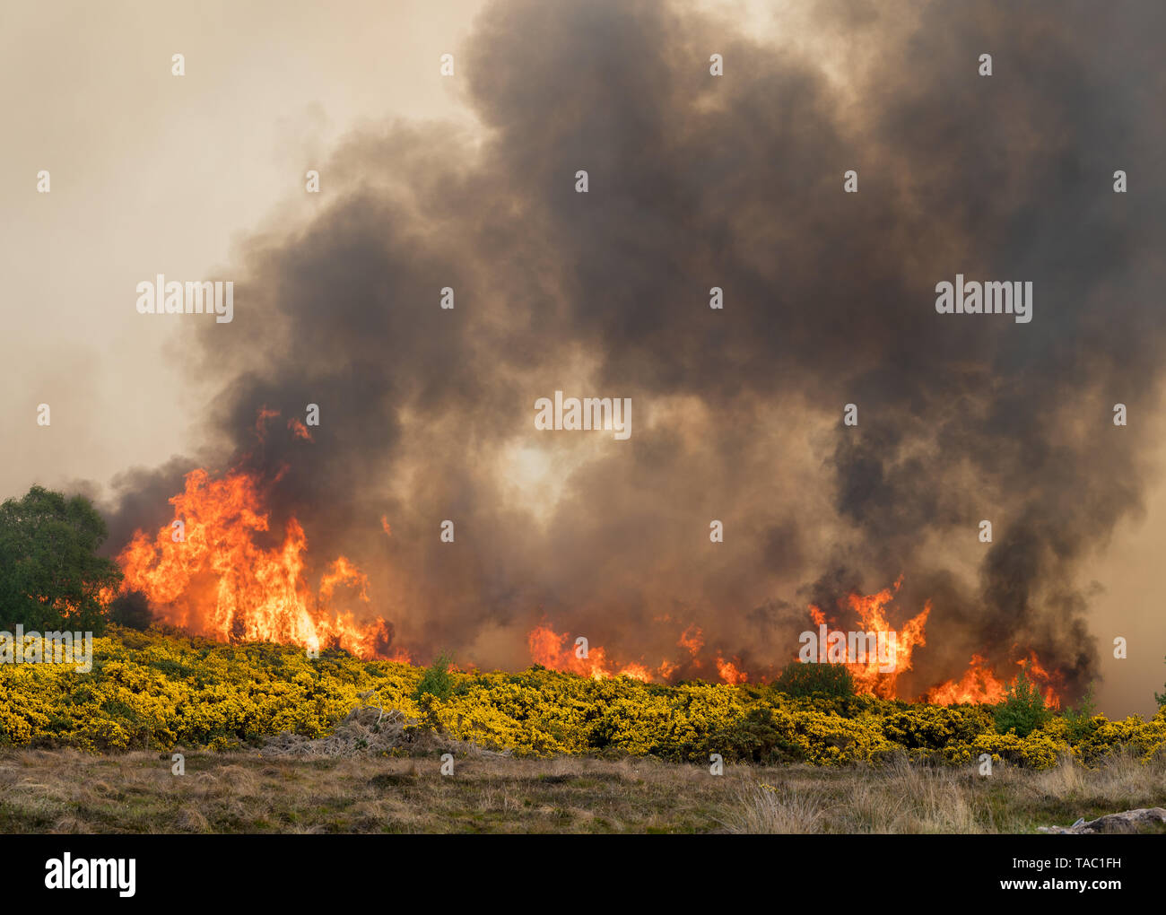16 & 17 May 2019, Dunphail, Moray, Scotland, UK. This is scenes from a raging wildfire which spread through forrest and windfarms areas of Dunphail ne Stock Photo