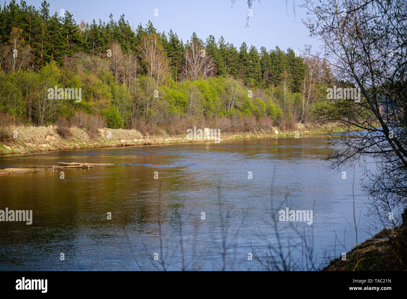 riverside shore in spring with scenic trees and green pastures. calm ...