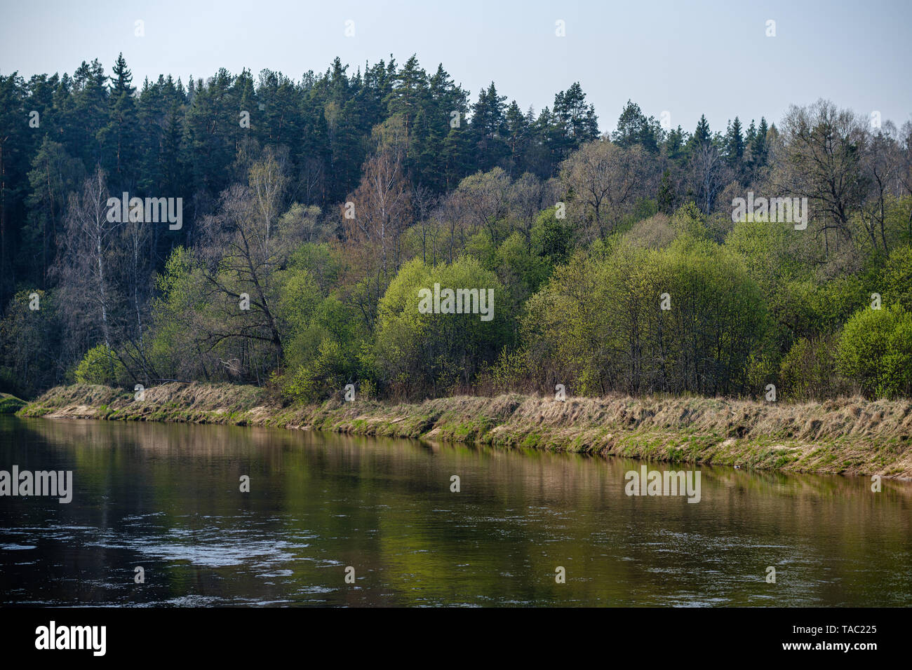 riverside shore in spring with scenic trees and green pastures. calm ...