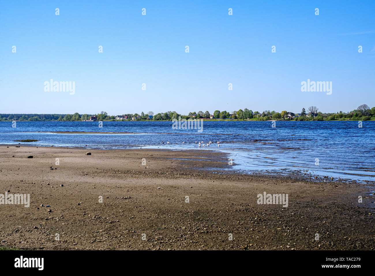 riverside shore in spring with scenic trees and green pastures. calm ...