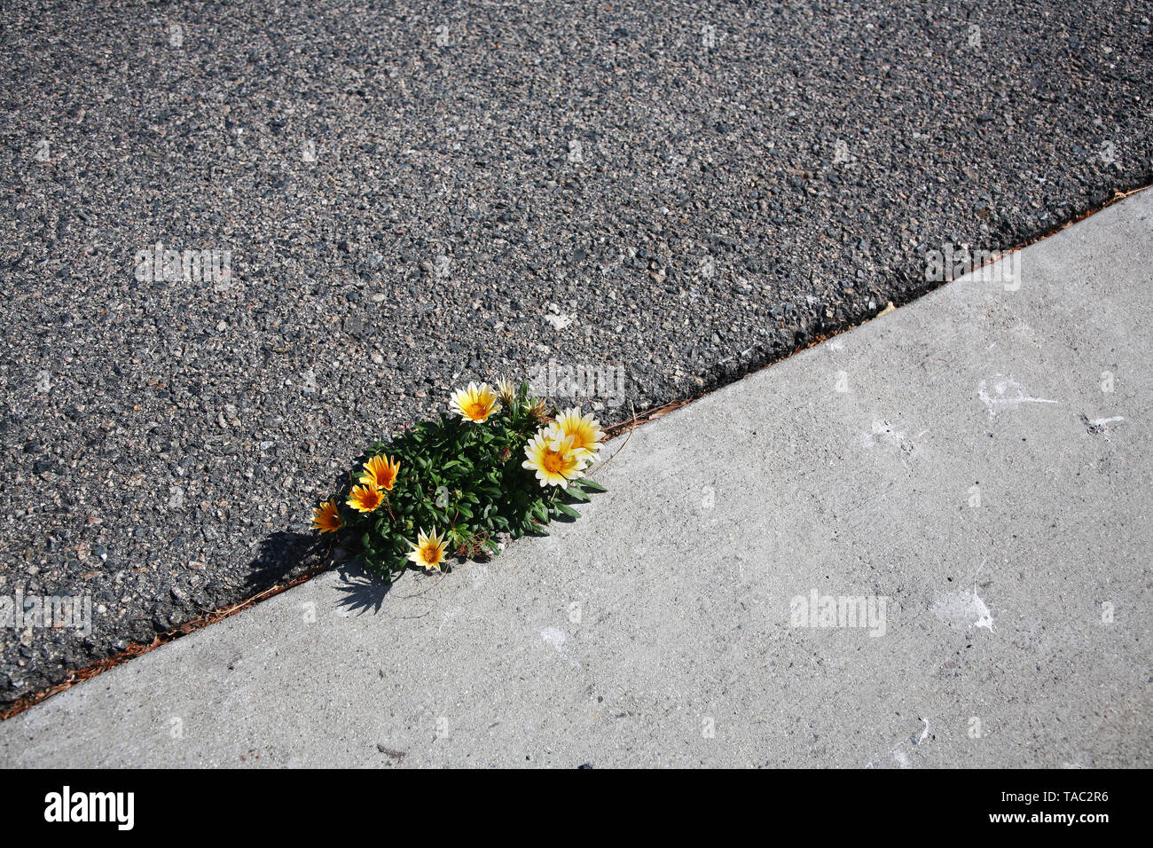 flowers growing in pavement crack Stock Photo