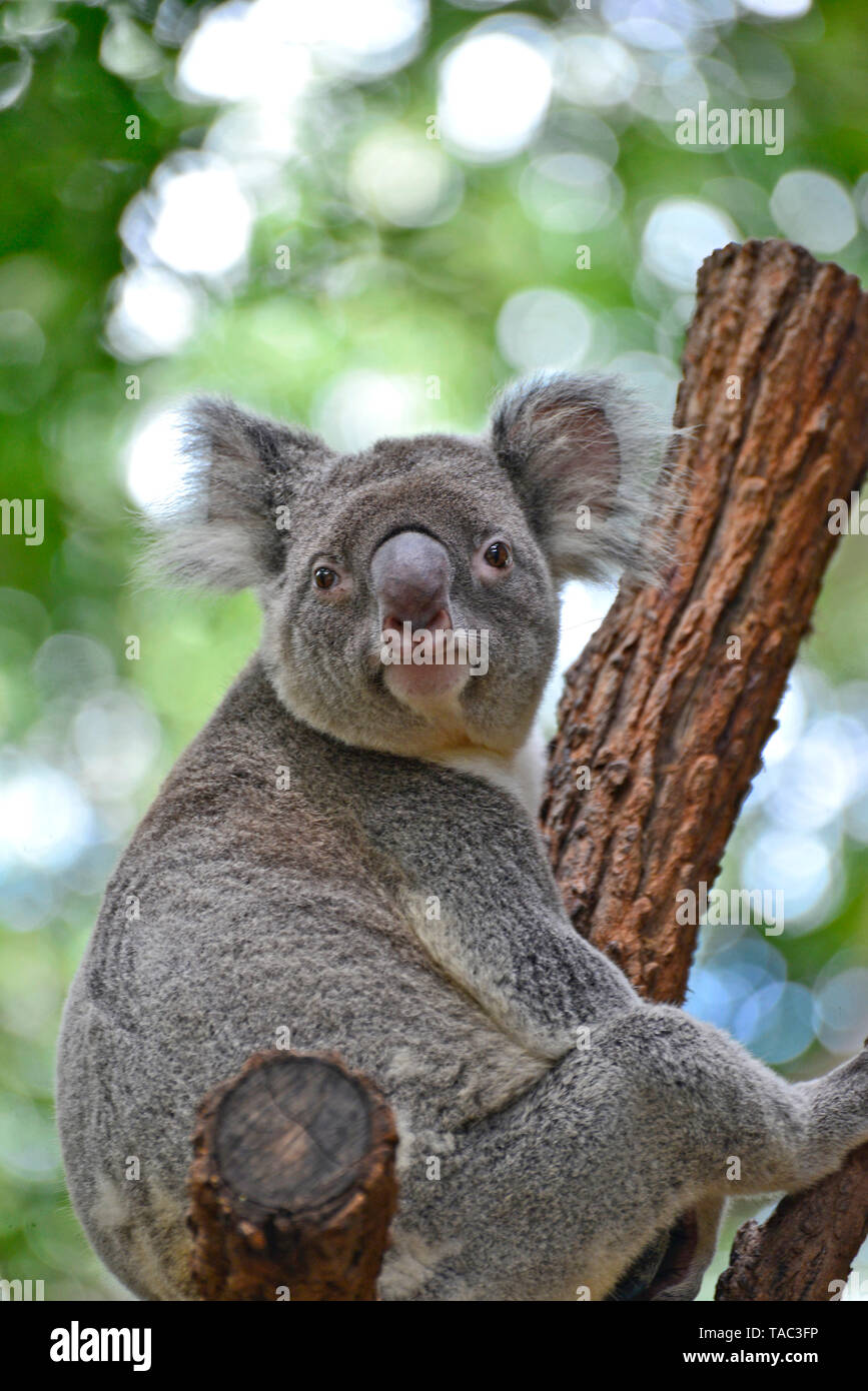 Australian koala hi-res stock photography and images - Alamy