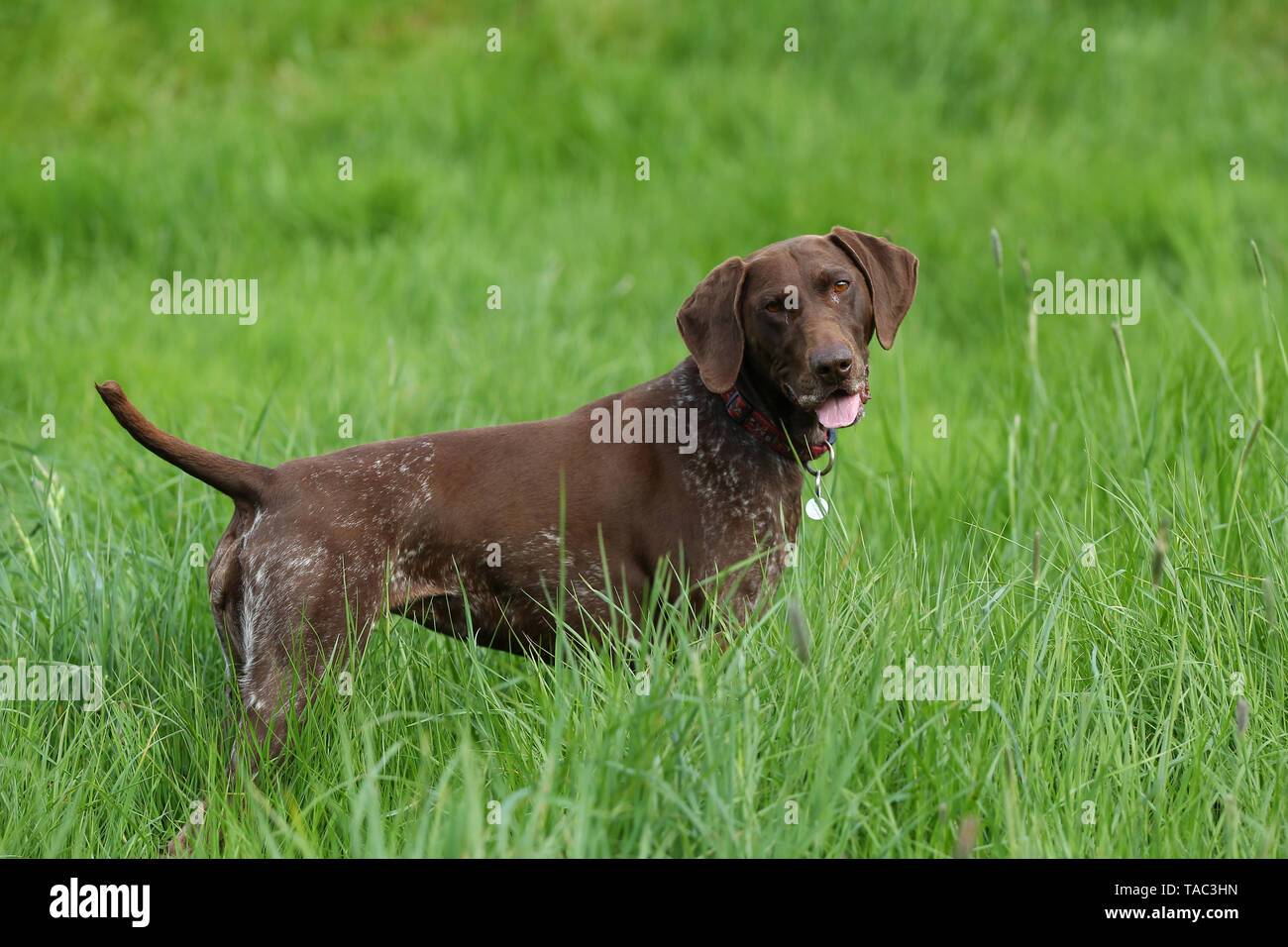 POINTER GERMAN SHORT HAIRED Stock Photo
