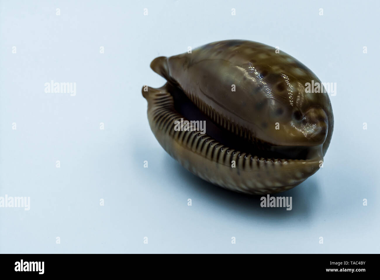 Shiny sea shell showing smooth texture and groves on opening Stock Photo Alamy