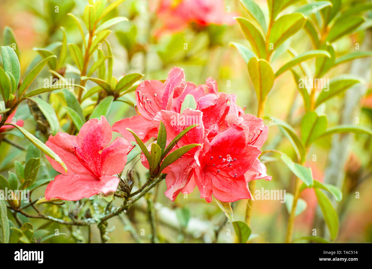 red azalea flower blossoming on nature garden - Rhododendron Ericaceae  flower wild rose in thai Stock Photo - Alamy