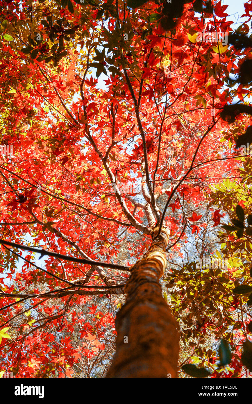 Red maple leaf on maple tree colorful season autumn in the forest leaves color change scenery view nature / Acer palmatum, Acer calcaratum Gagnep Stock Photo