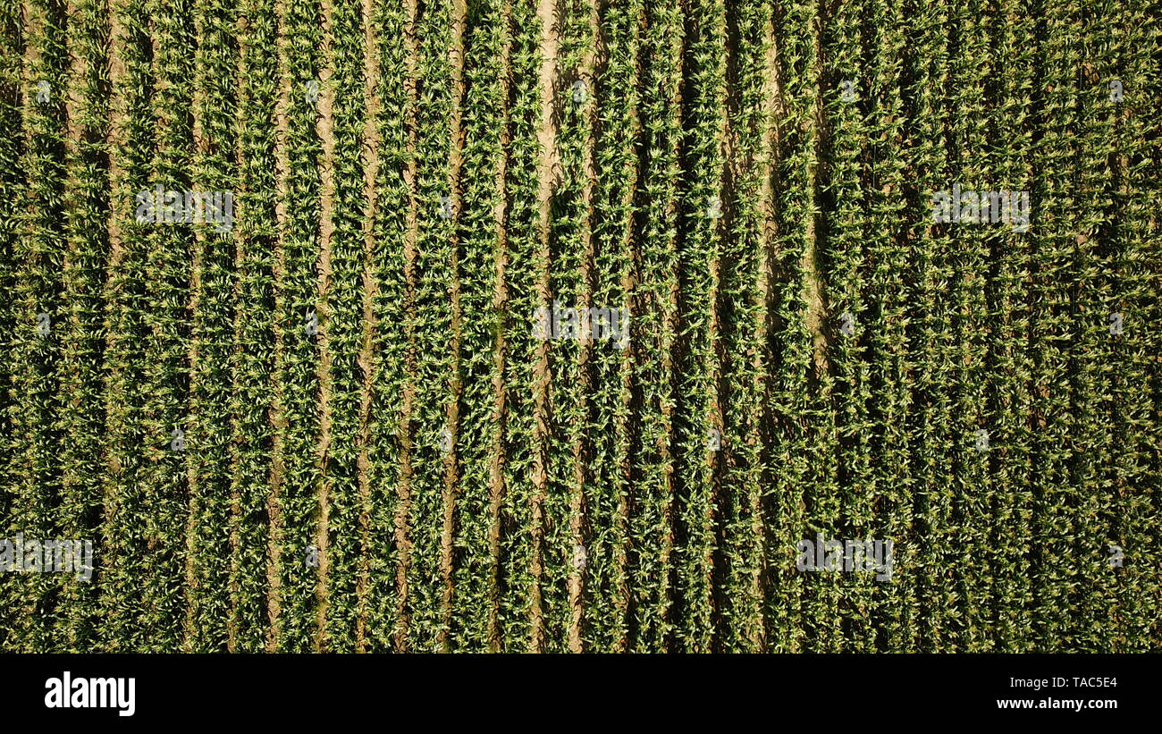 Top view cultivated corn hi-res stock photography and images - Alamy