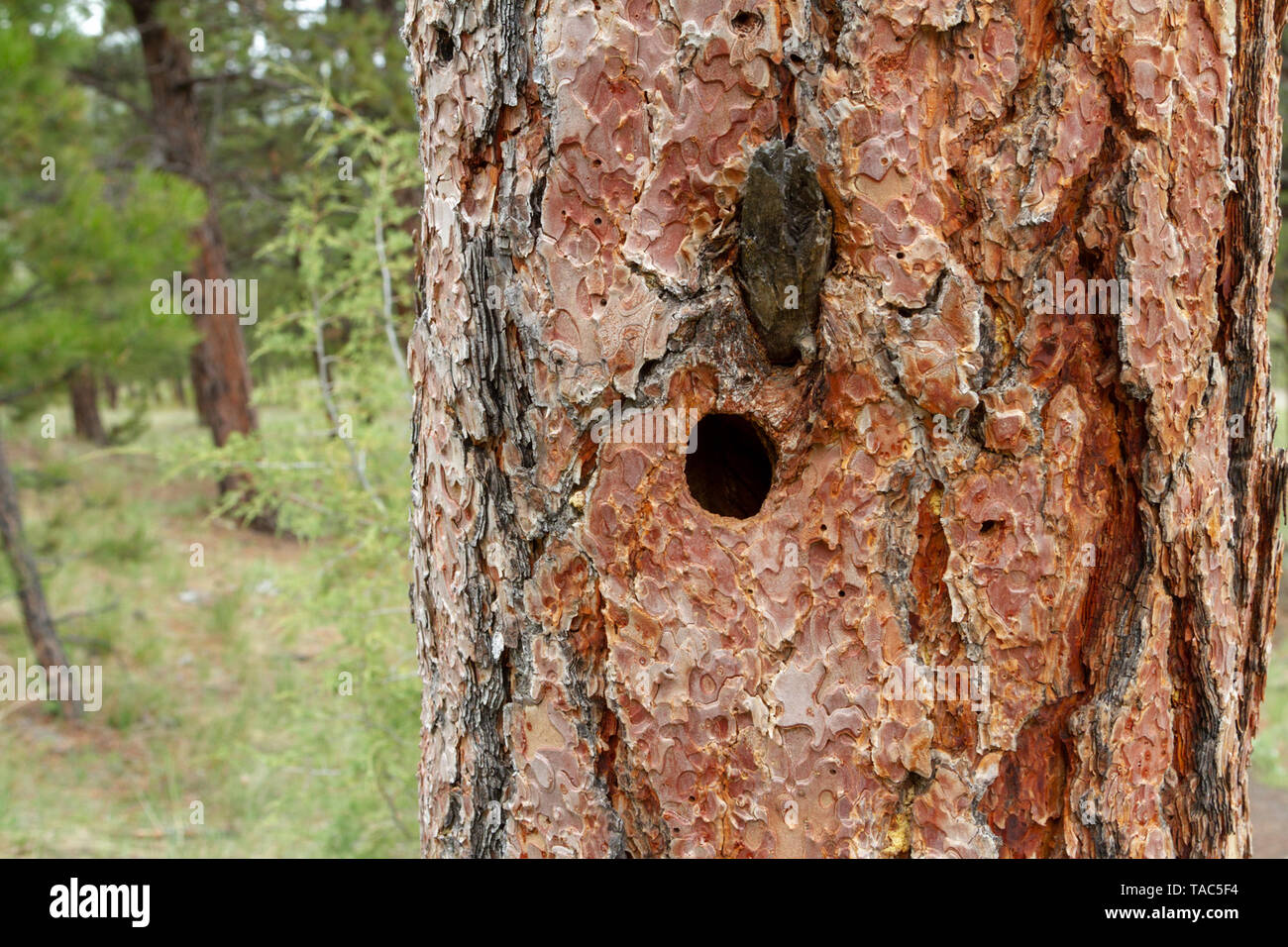 Close up (macro) image of a cavity nest in a ponderosa pine tree, Montana, Northern Rockies, USA Stock Photo