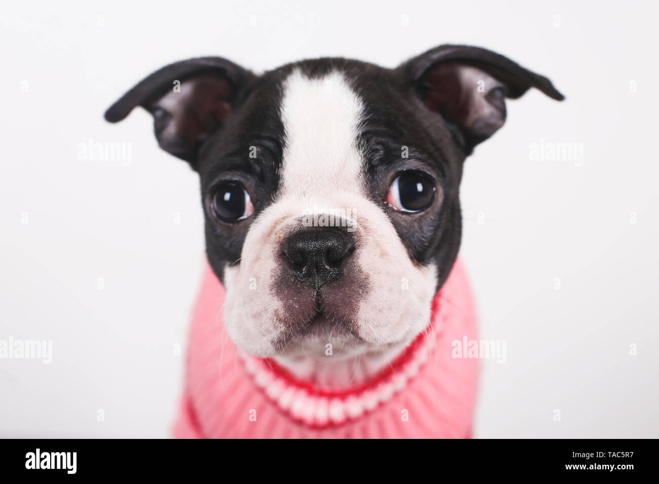 Portrait of Boston terrier puppy wearing pink pullover Stock Photo