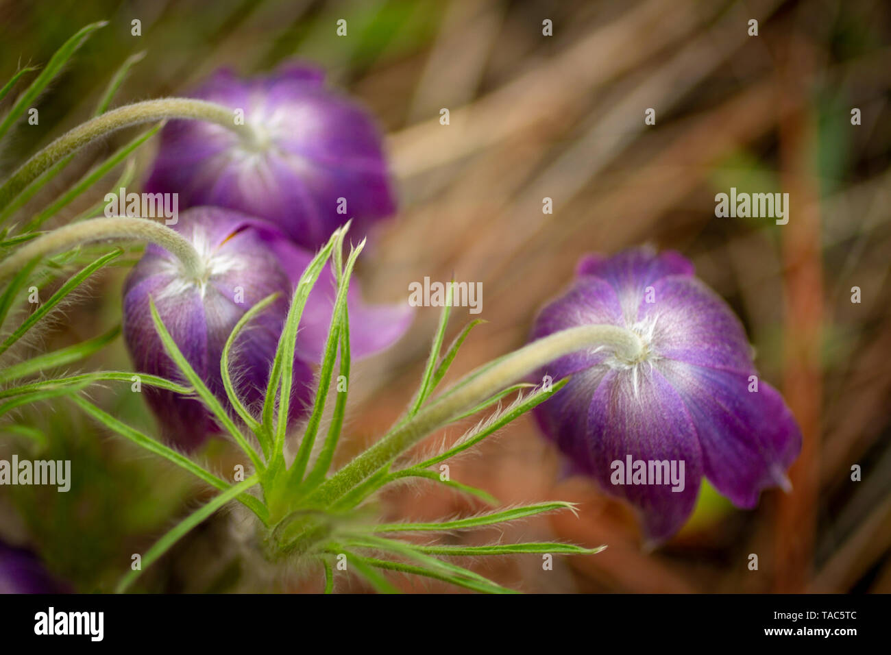 Close up (macro) image of the hairy Pasqueflower near Helena, Montana, Spring time in the Northern Rockies, USA Stock Photo