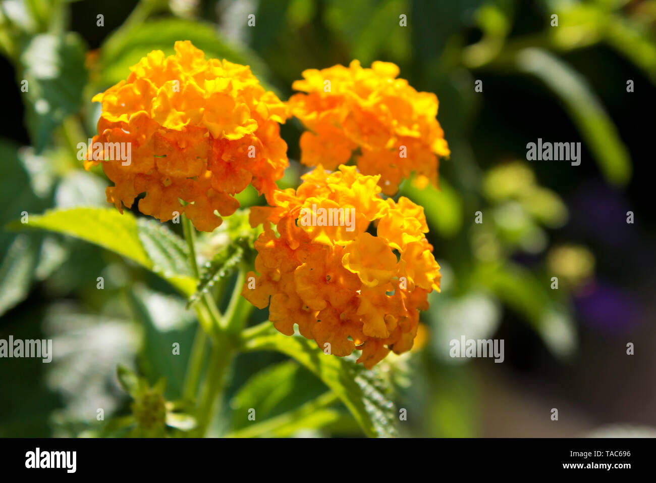 Lantana camara flower Stock Photo