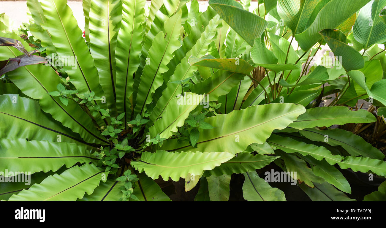 Green Leaves Of Bird Nest Fern In Nursery Garden Farm Plant Background Asplenium Nidus Fern Nest Stock Photo Alamy