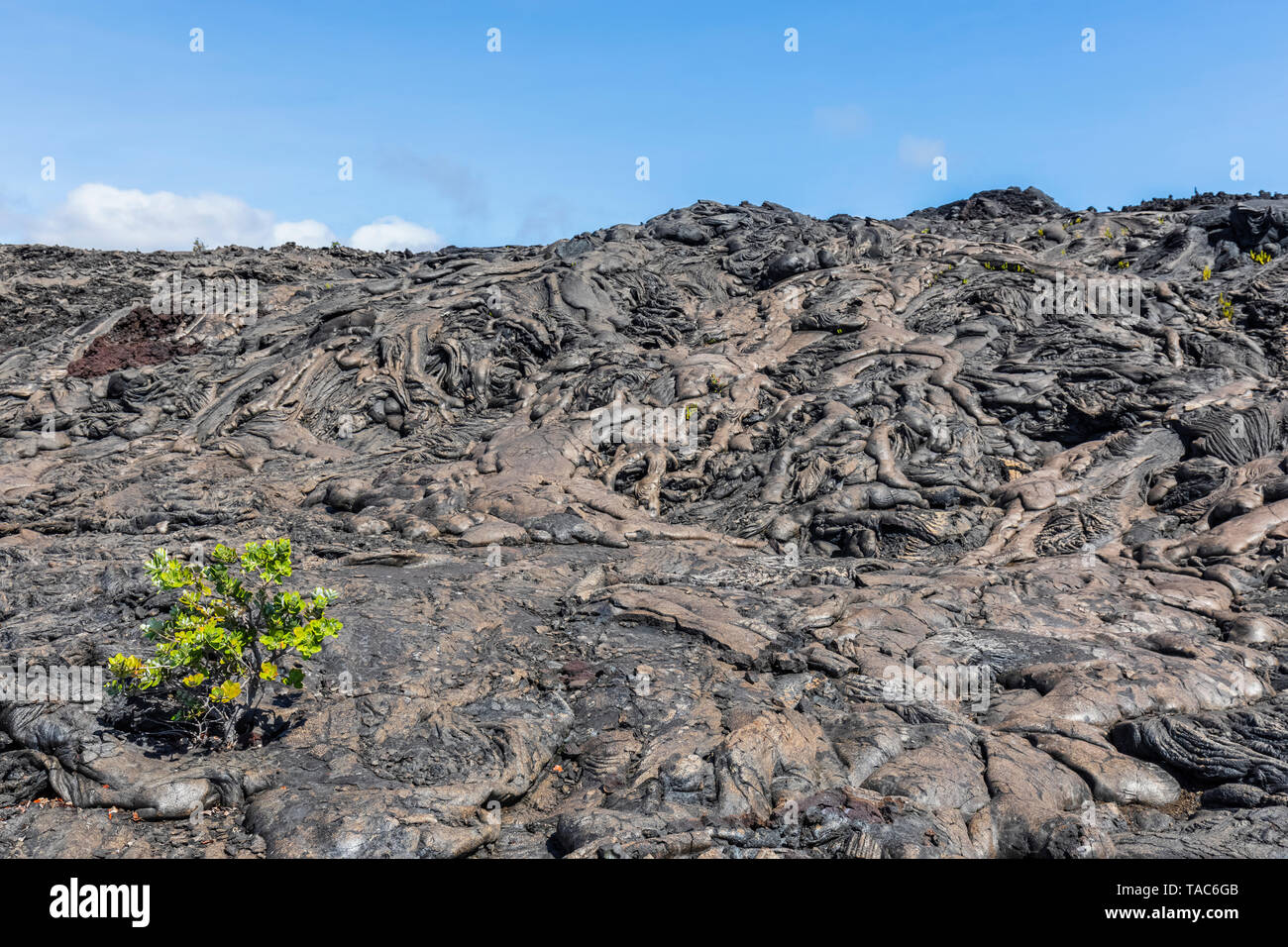 USA, Hawaii, Volcanoes National Park, plant growing on igneous rocks Stock Photo