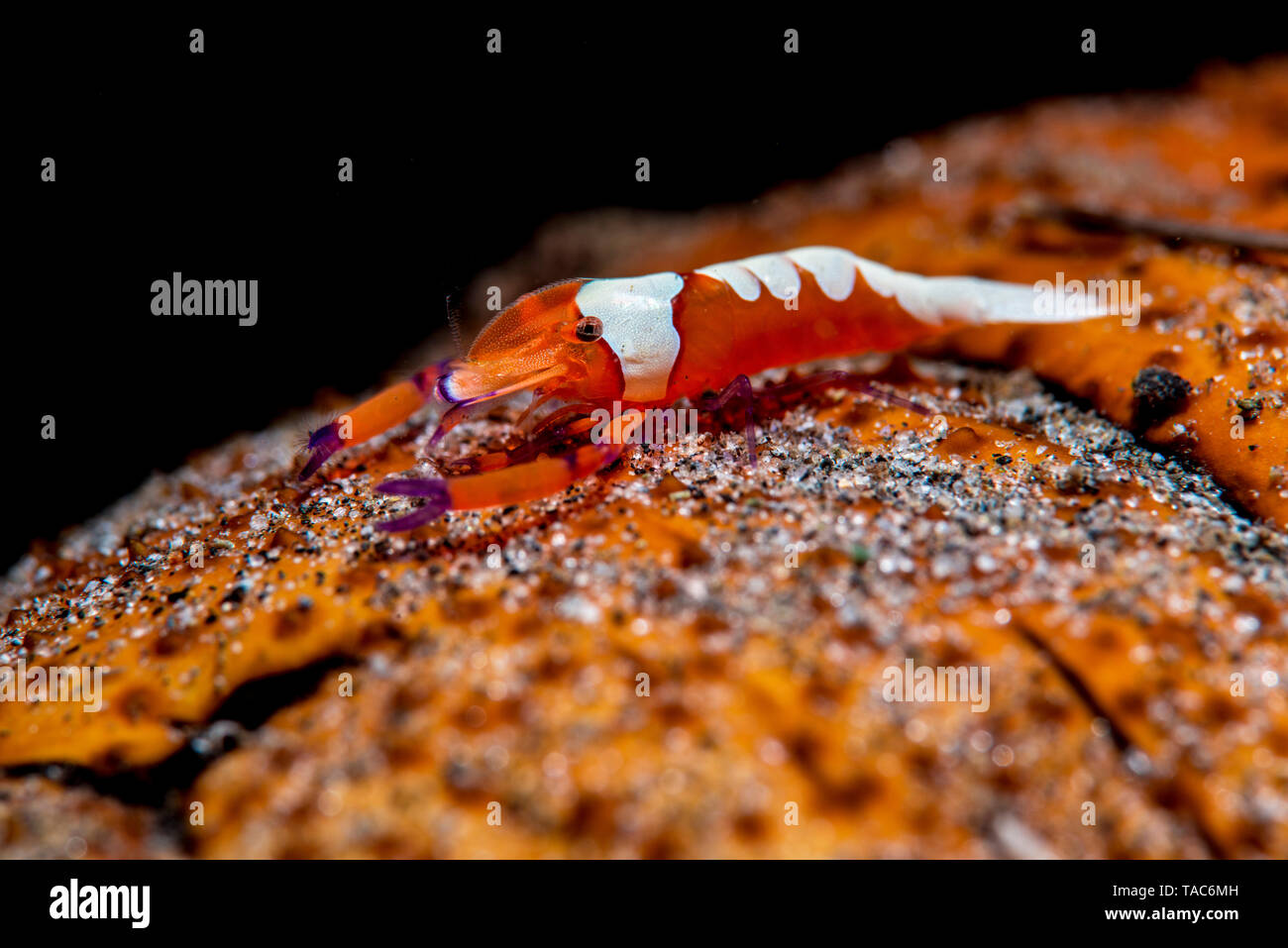 Emperor shrimp, Periclimenes imperator Stock Photo