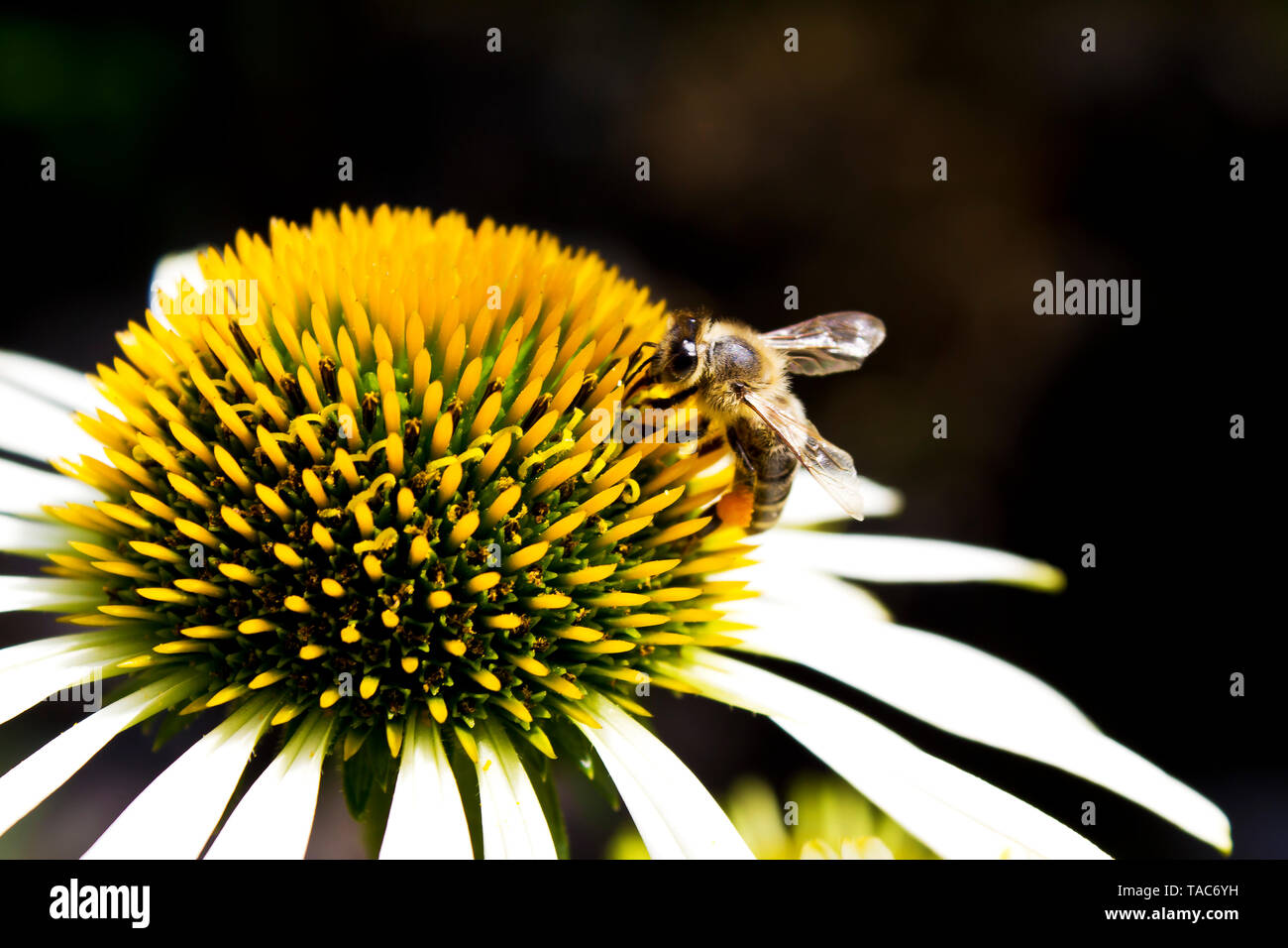 Bee ob white coneflower Stock Photo
