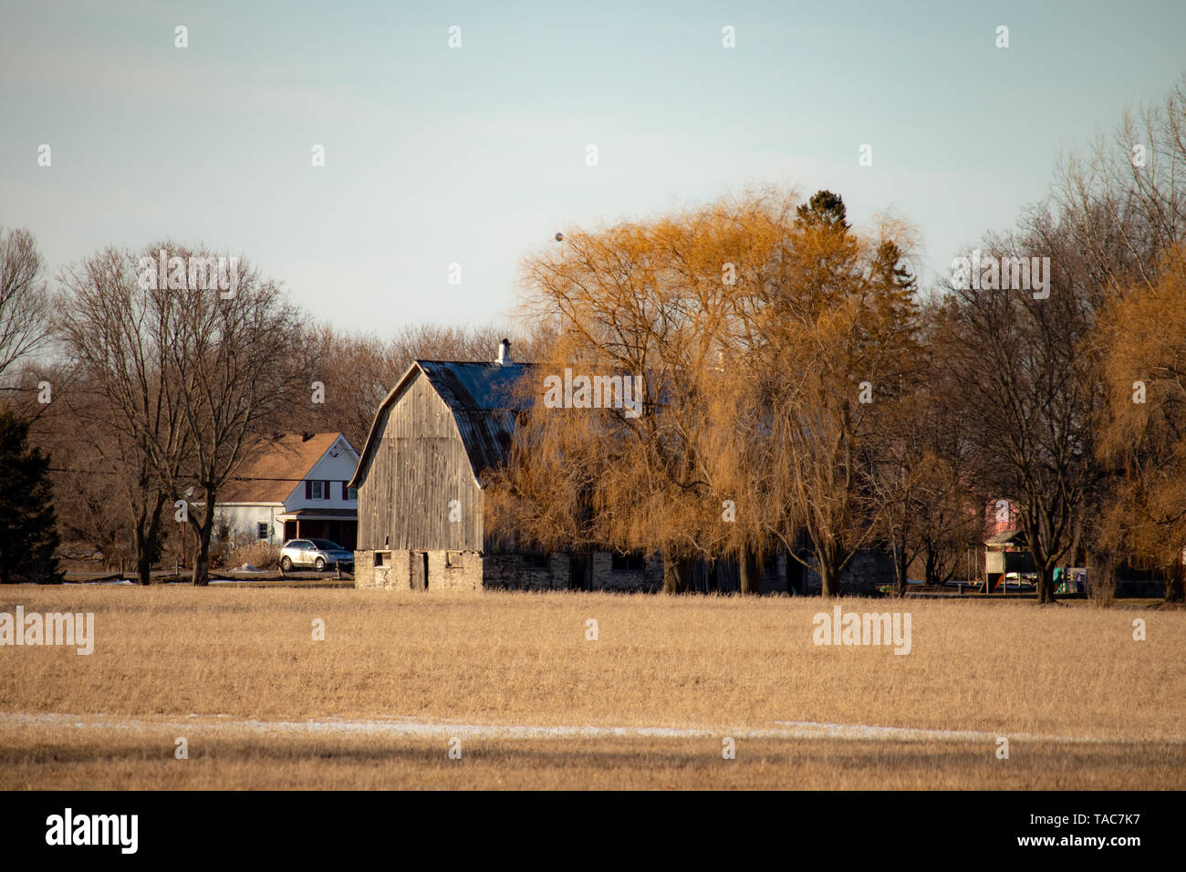 Ontario Barn with yellow trees. Stock Photo