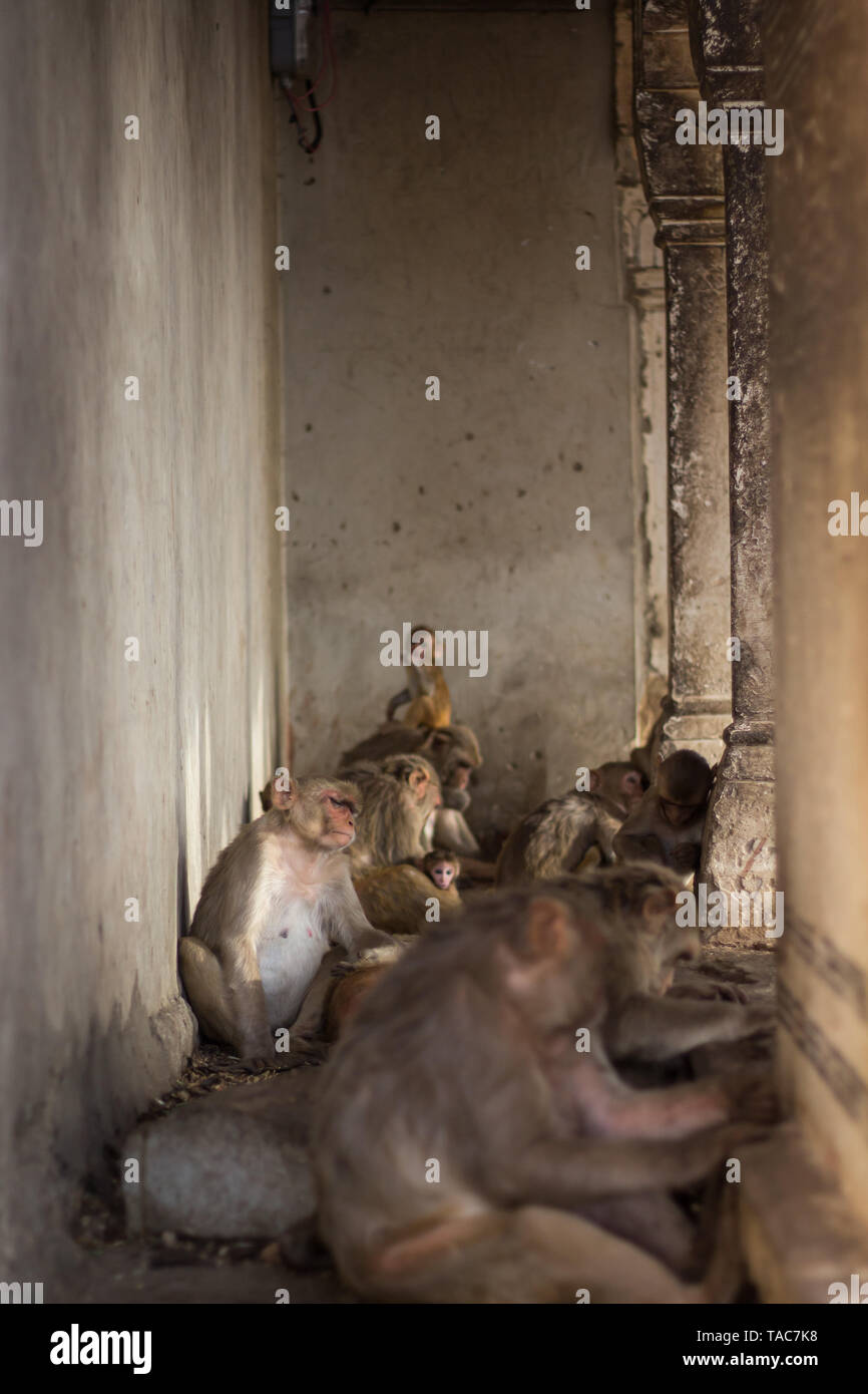 Monkey with a suffering expression in the smouldering heat in Agra's monkey temple surrounded by group of monkeys. Stock Photo