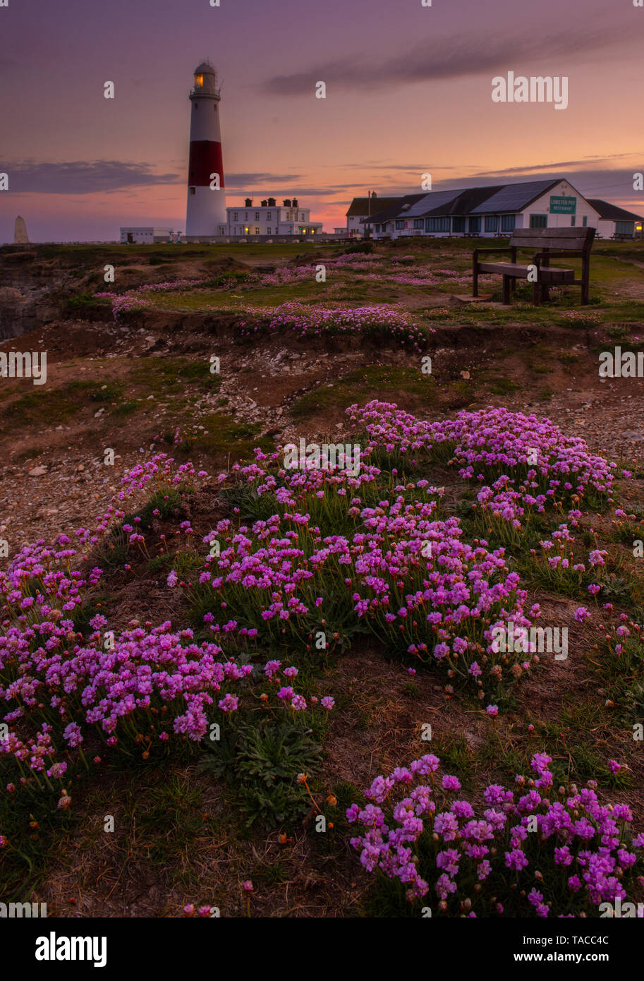 Portland, Dorset, UK. 23rd May 2019. UK Weather: The sun sets behind the iconic Portland Bill lighthouse on the Isle of Portland at the end of a beautiful spring day.  The delicate pink sea thrift flowers are in full bloom making the lighthouse particularly picturesque at this time of year.  Credit: Celia McMahon/Alamy Live News. Stock Photo