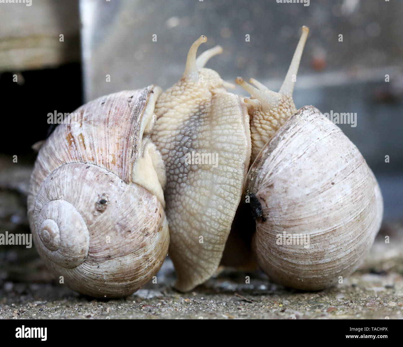 23 May 2019, North RhineWestphalia, Mülheim Two snails mate. Vineyard