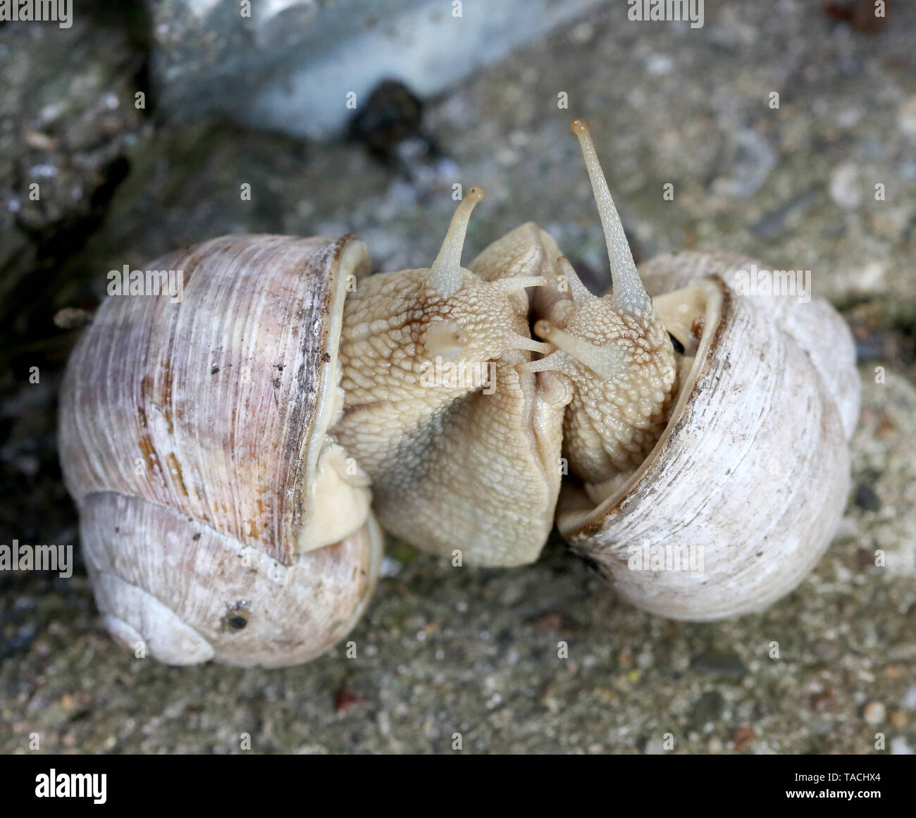 Hermaphrodites High Resolution Stock Photography and Images Alamy
