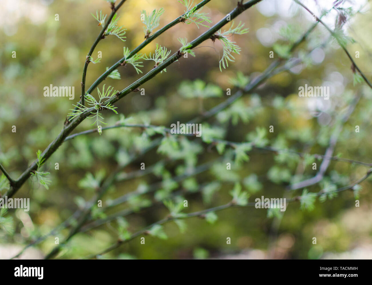 Siberian pea tree branch without flowers, in april. Caragana arborescens. Stock Photo