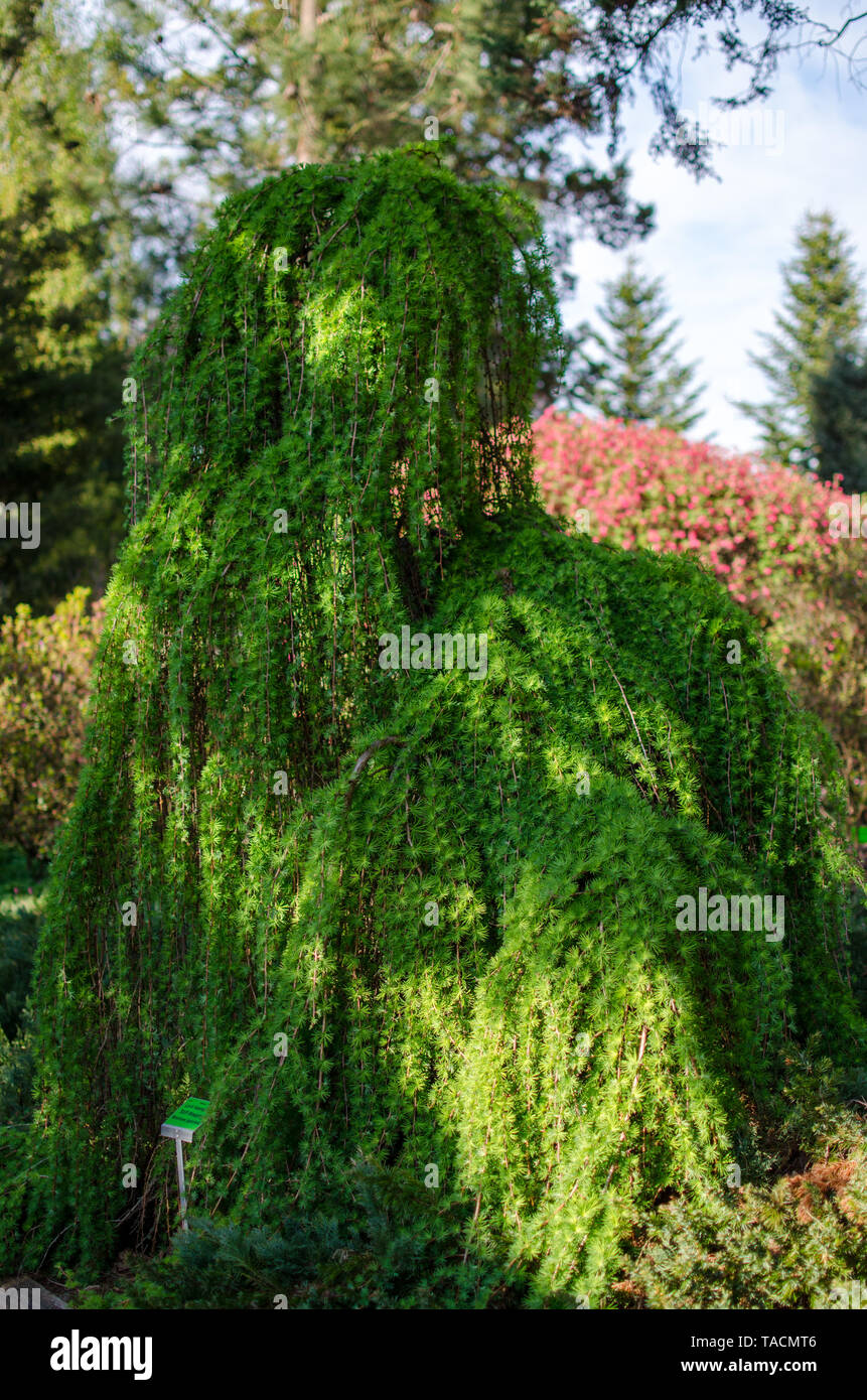 Larix kaempferi - Stiff weeping tree in the botanical garden in Poland. April 2019. Stock Photo