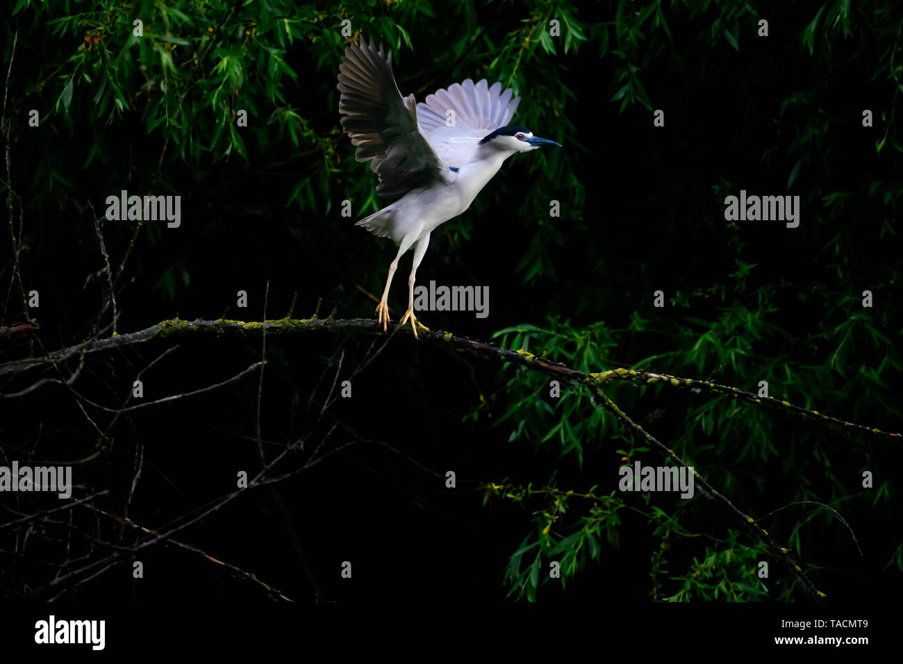 Black-crowned night heron bird above a tree branch opening its wings to take flight Stock Photo