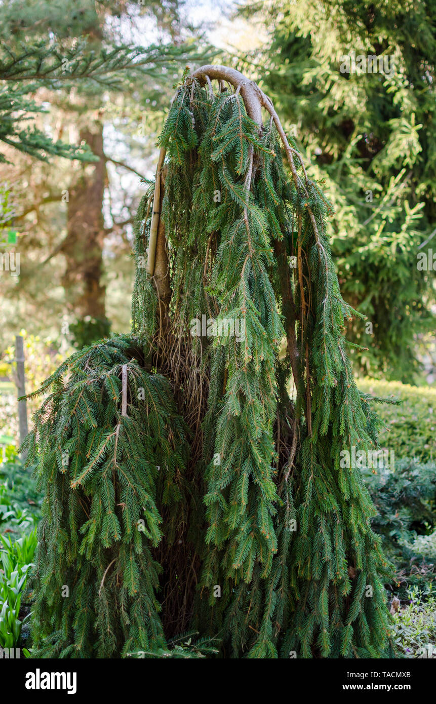 Picea abies, the Norway spruce or European spruce tree. Picea abies 'Inversa' in the botanical garden in Poland. Stock Photo
